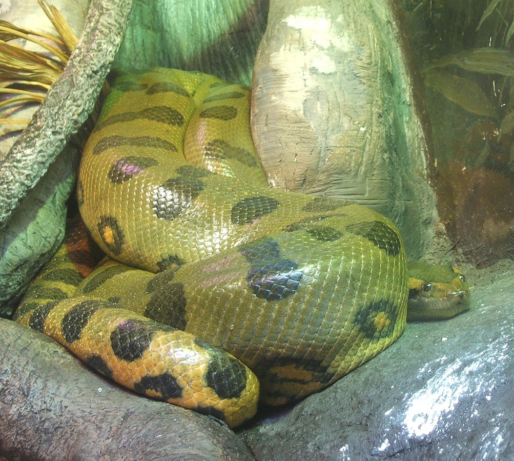 A Female Anaconda Gets Pregnant without male contact and Gives Birth to Two  Babies in Captivity – NHI