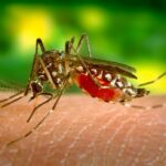 Dengue – A Brief Insight